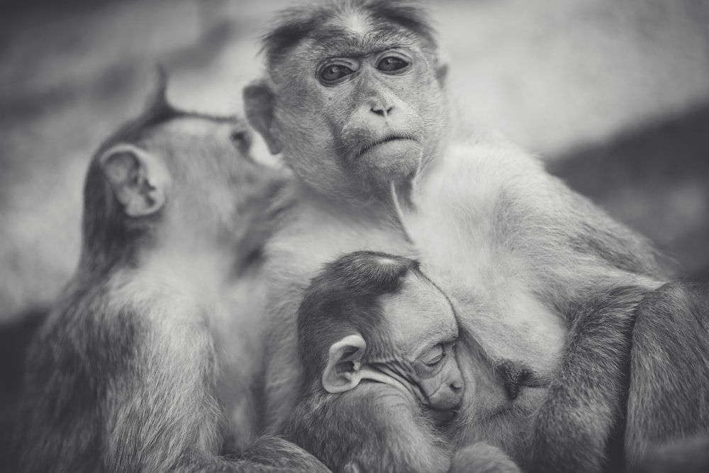 grayscale of monkey family photo