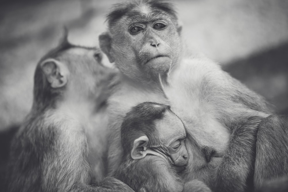 Escala de grises de la foto de la familia del mono