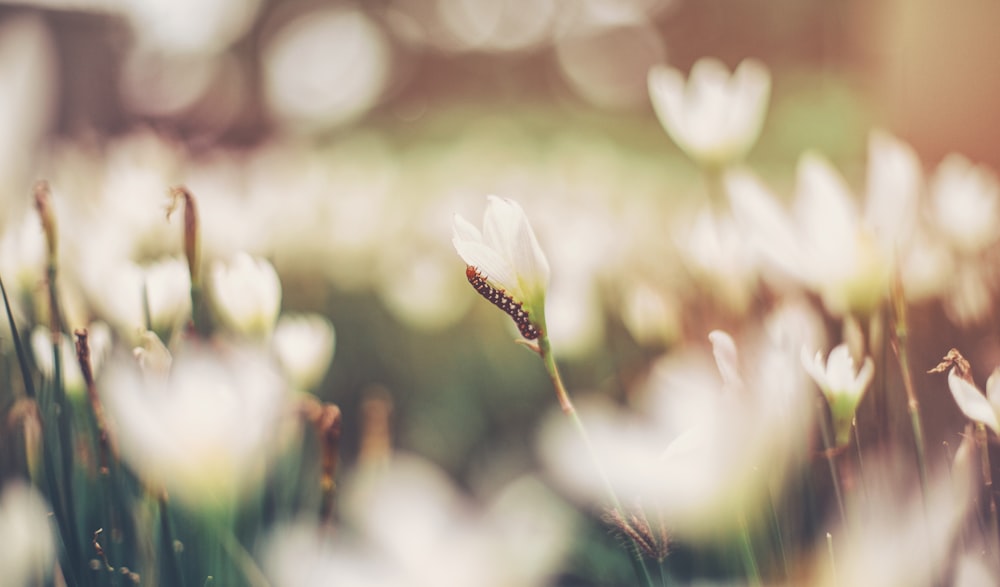 brown worm on white flower