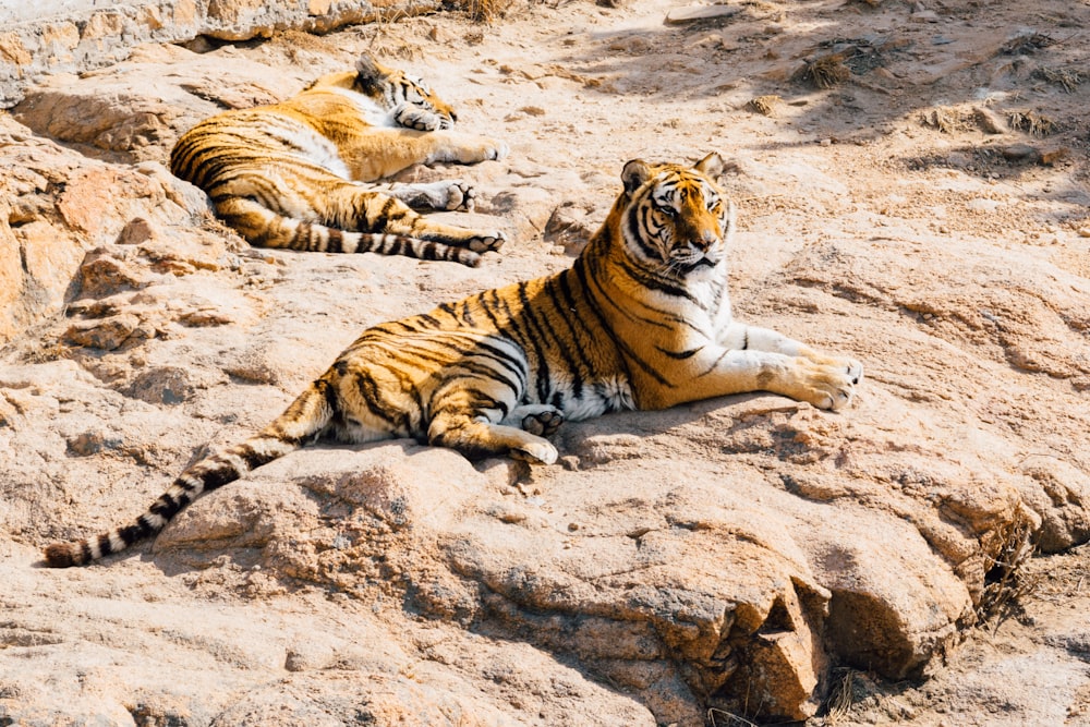 茶色の岩の上の2匹の虎