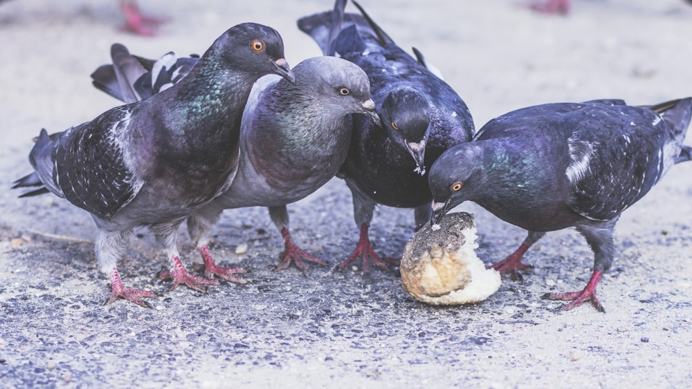 four rock doves on gray floor