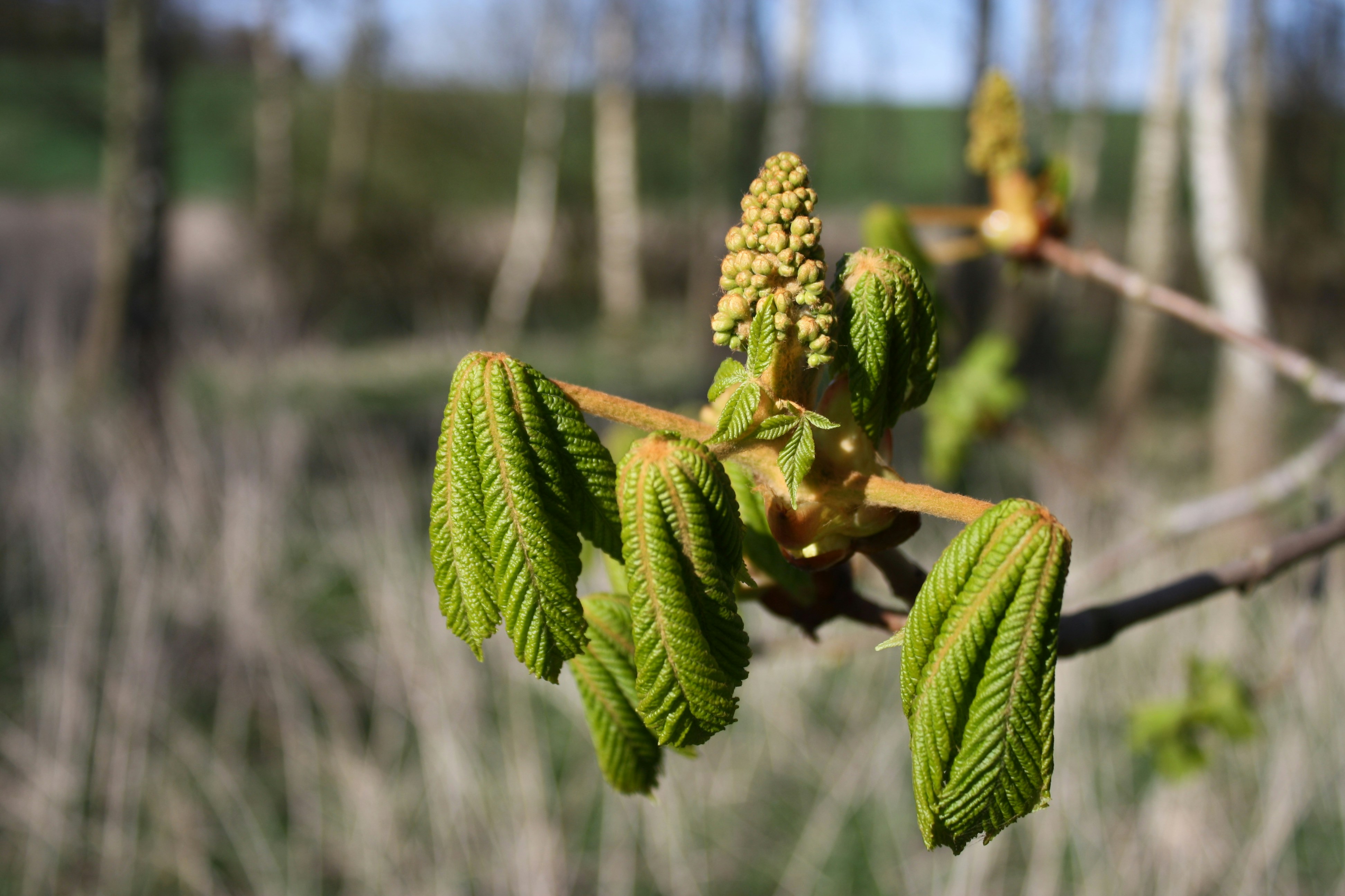 Free Unsplash photo from Asgeir Pall Juliusson