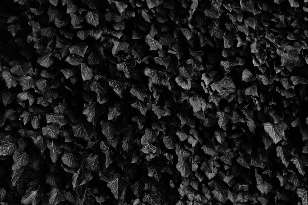 Colpo in bianco e nero della spessa pianta di foglie di edera