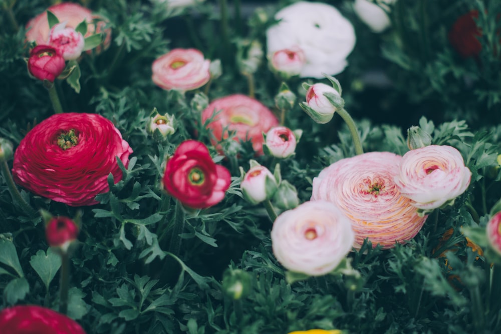 tilt shift phogoraphy of white, pink, and red petaled flowers