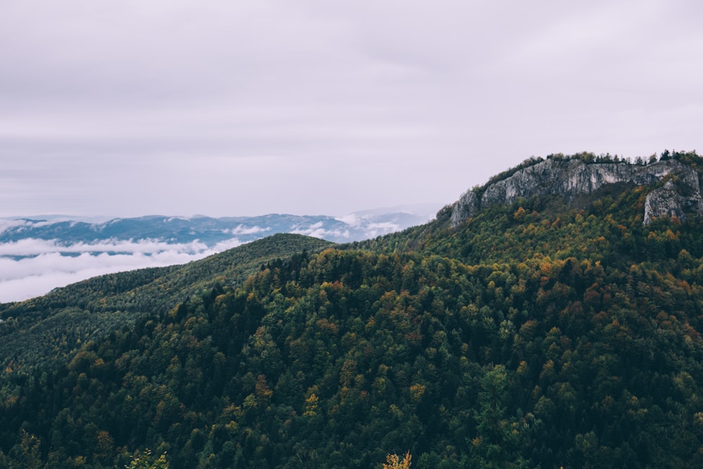 green forest on mountain near sea under cloudy sky