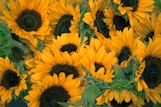 bunch of sunflowers