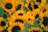 A vibrant cluster of sunflowers with rich yellow petals and dark brown centers surrounded by lush green leaves.