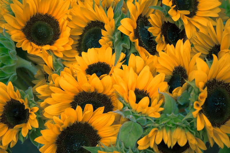Colorful everyday bouquet with sunflowers and wildflowers