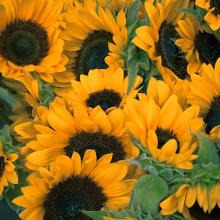 bunch of sunflowers