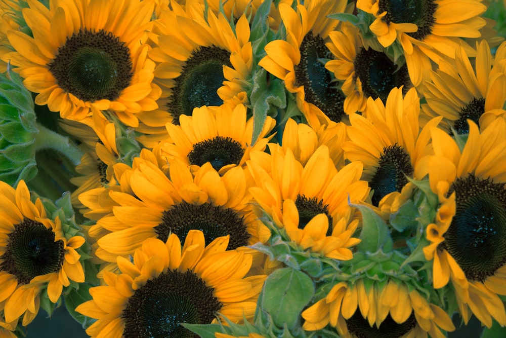 bunch of sunflowers