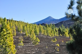 A scenic landscape featuring a dormant volcano in the background surrounded by a forest of green pine trees. The ground is covered in dark volcanic ash and rock, providing a stark contrast to the vibrant greenery. The sky is clear and blue, creating a serene and calm atmosphere.