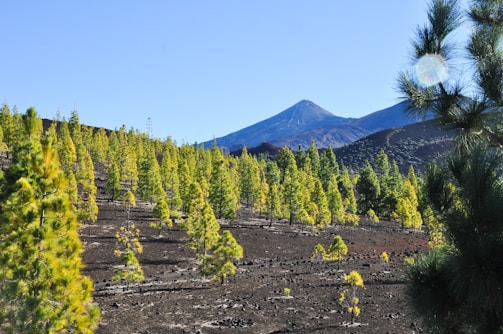 A scenic landscape featuring a dormant volcano in the background surrounded by a forest of green pine trees. The ground is covered in dark volcanic ash and rock, providing a stark contrast to the vibrant greenery. The sky is clear and blue, creating a serene and calm atmosphere.