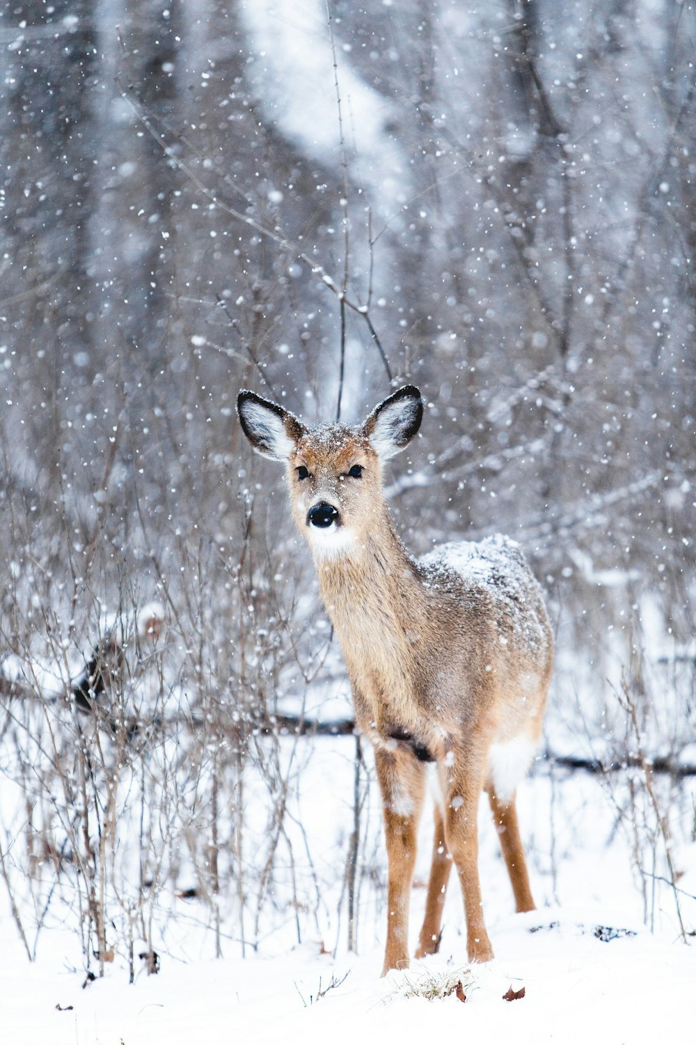 Animal nature wildlife and deer HD photo by Teddy Kelley Animal nature wildlife and deer HD photo by Teddy Kelley