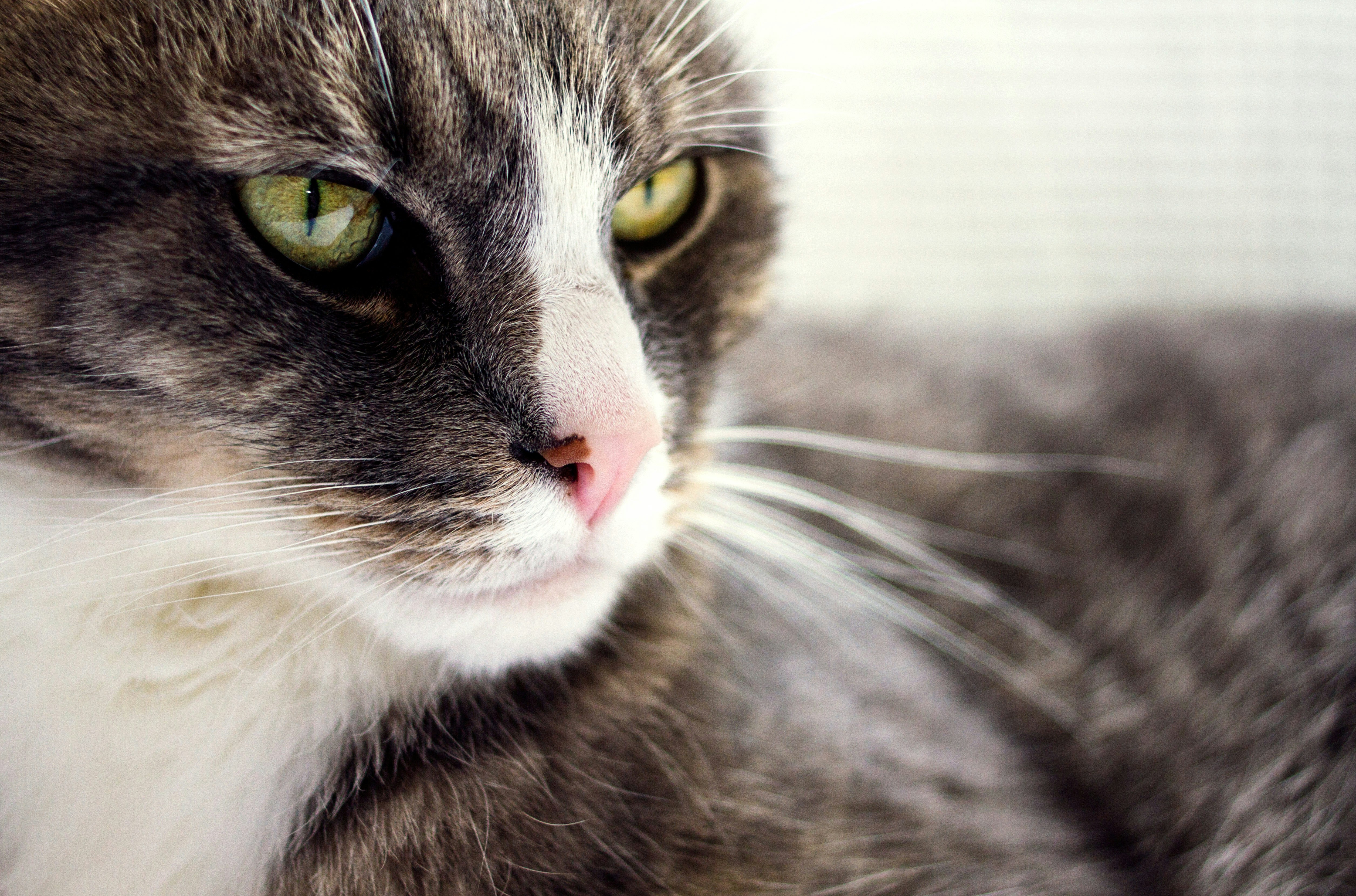 Free Unsplash photo from Farah Wagner