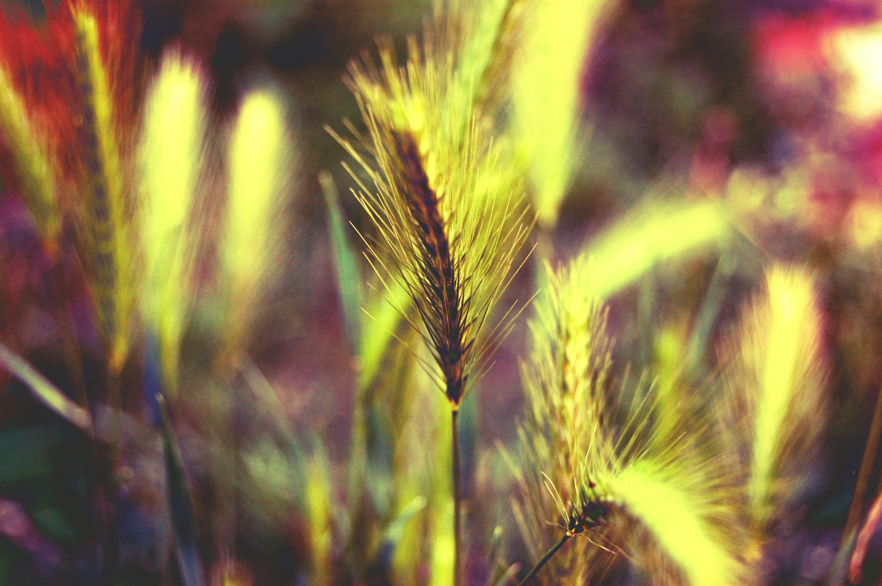 Free Unsplash photo from Gabriela Parra