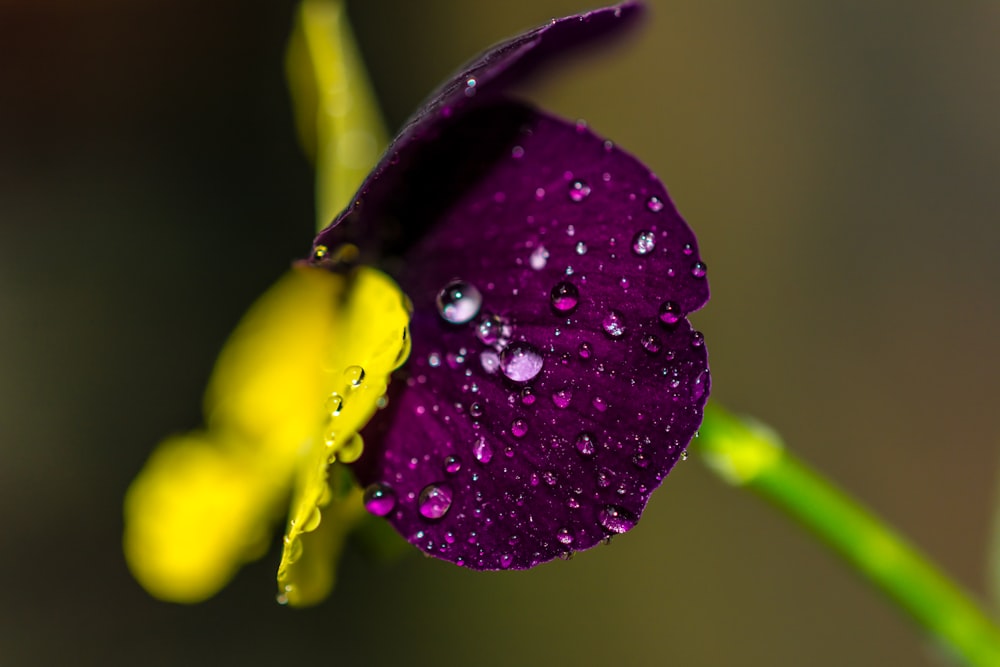 purple flower