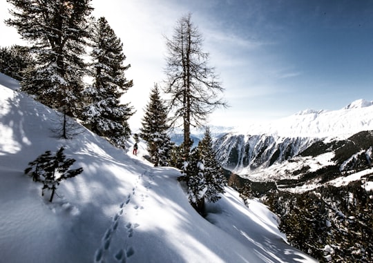 photo of green leaf trees covered with ice at daytime in Aletsch Glacier Switzerland