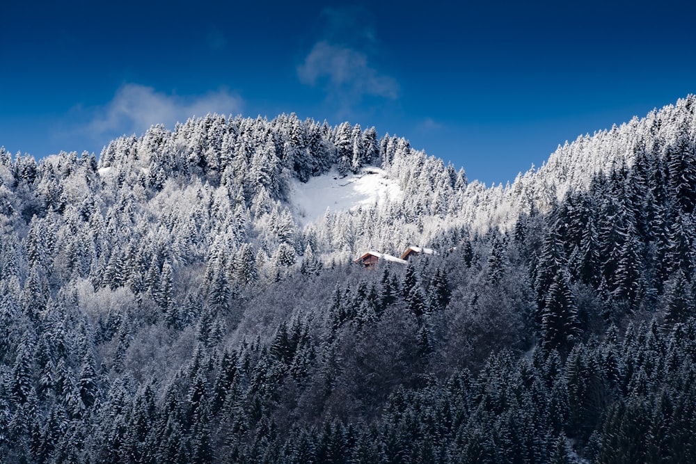 Foto von pine trees field mountain