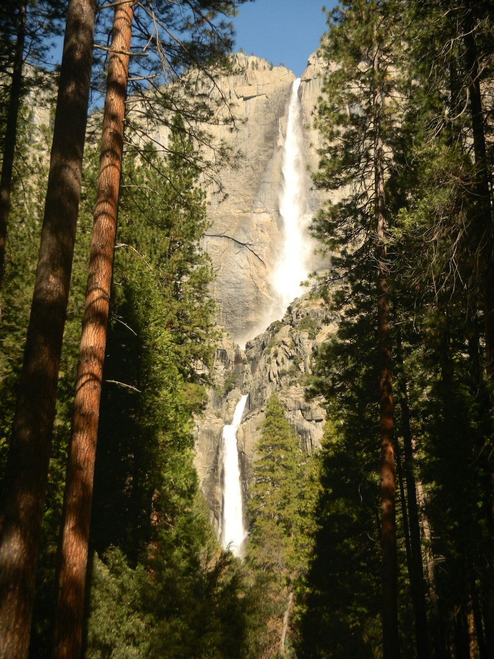 falls and trees at daytime