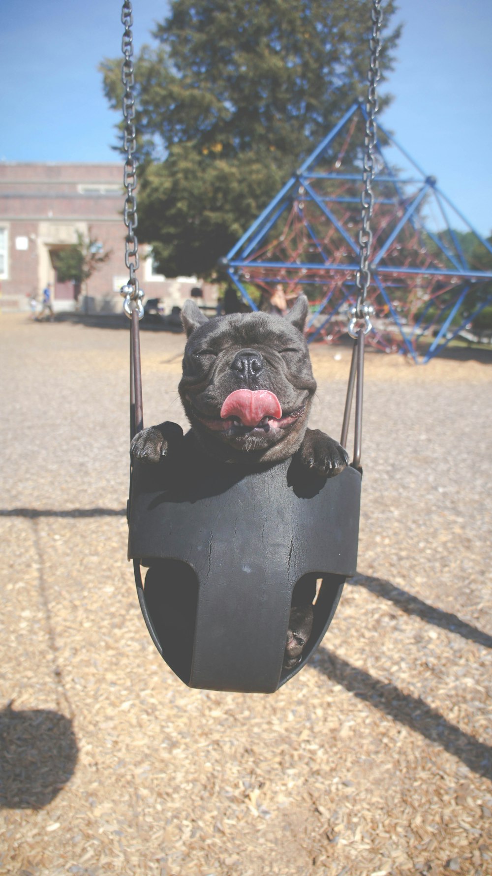 Dog sways in a child seat on a swing set