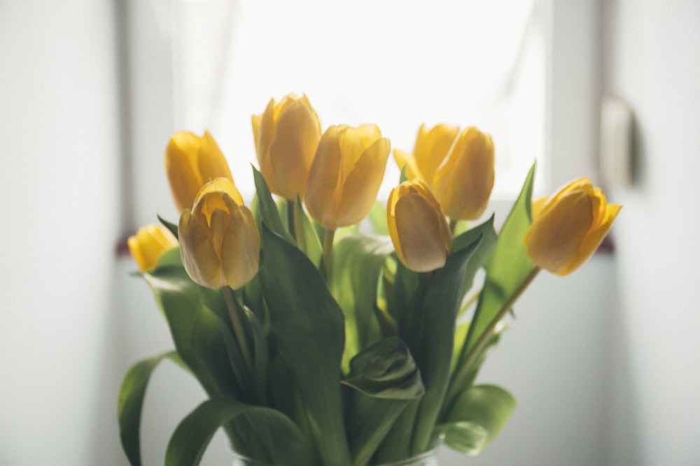 yellow tulip flower