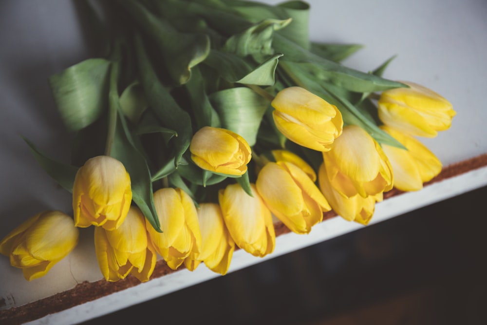 yellow tulips