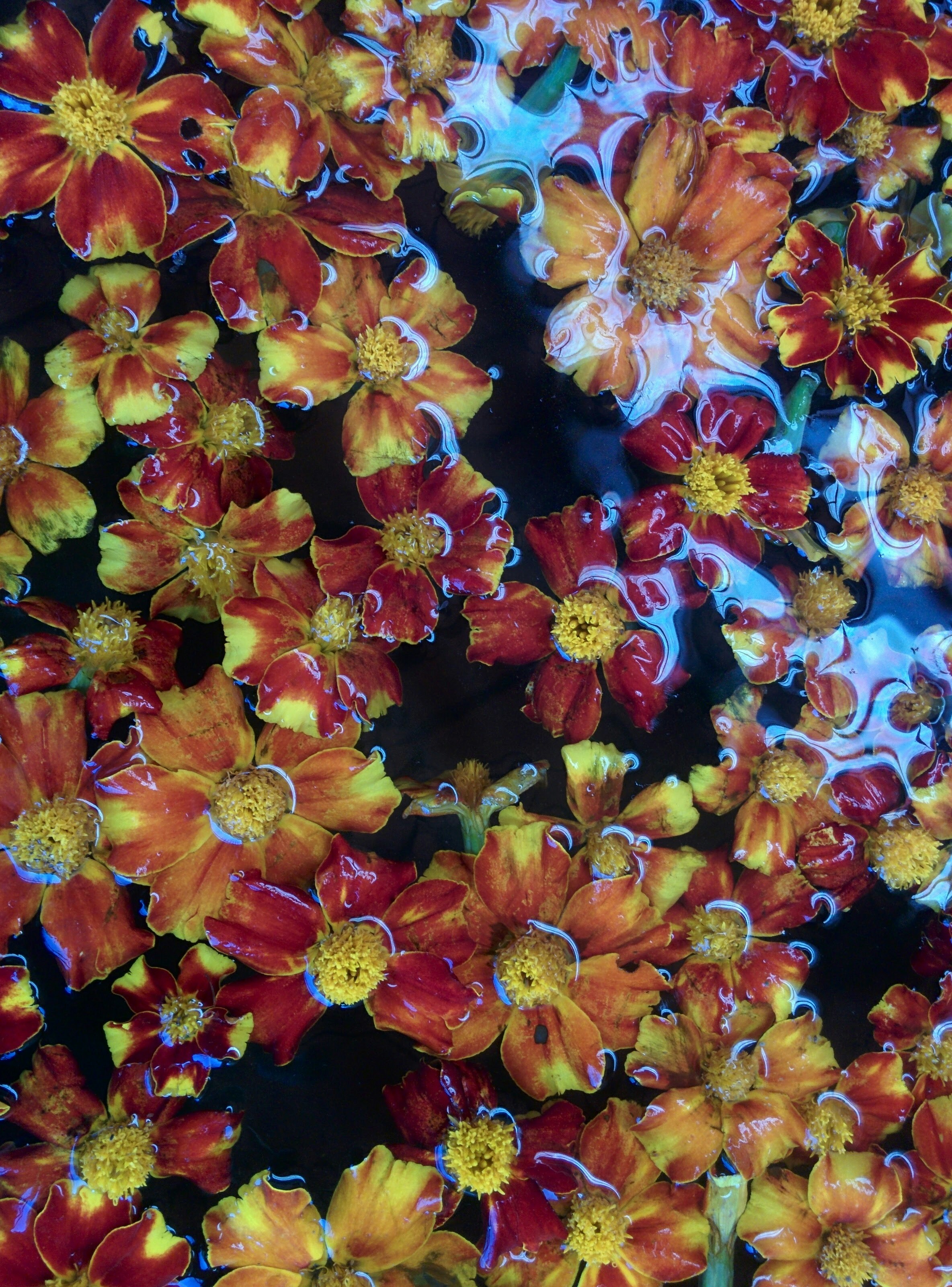 Free Unsplash photo from Raghav Poojari