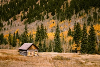 brown wooden cabin