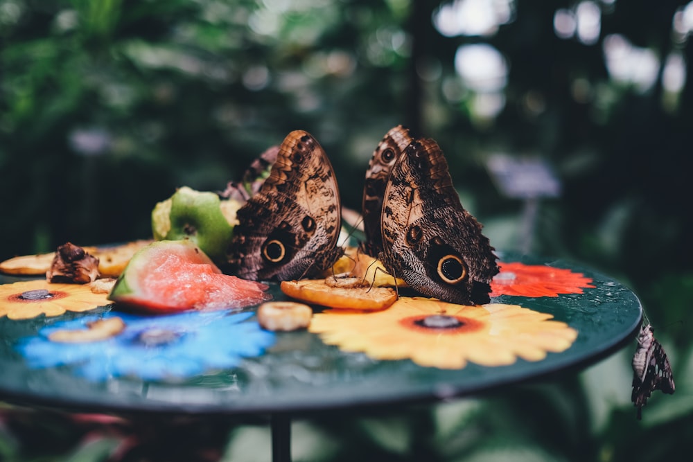 Fotografia a fuoco selettiva di due farfalle sul tavolo