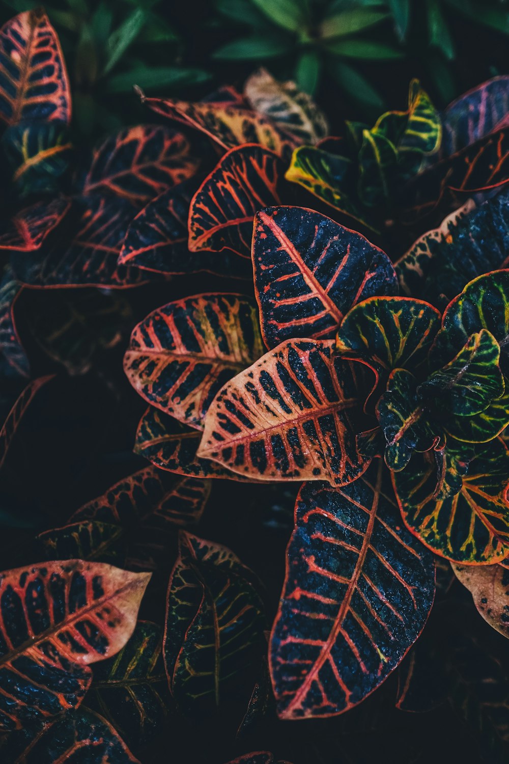 brown, green, and red leafed plants