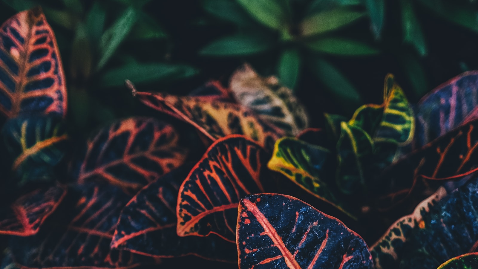 Wilting Leaves: Understanding the Possible Causes of Shrubs Turning Brown and Dying