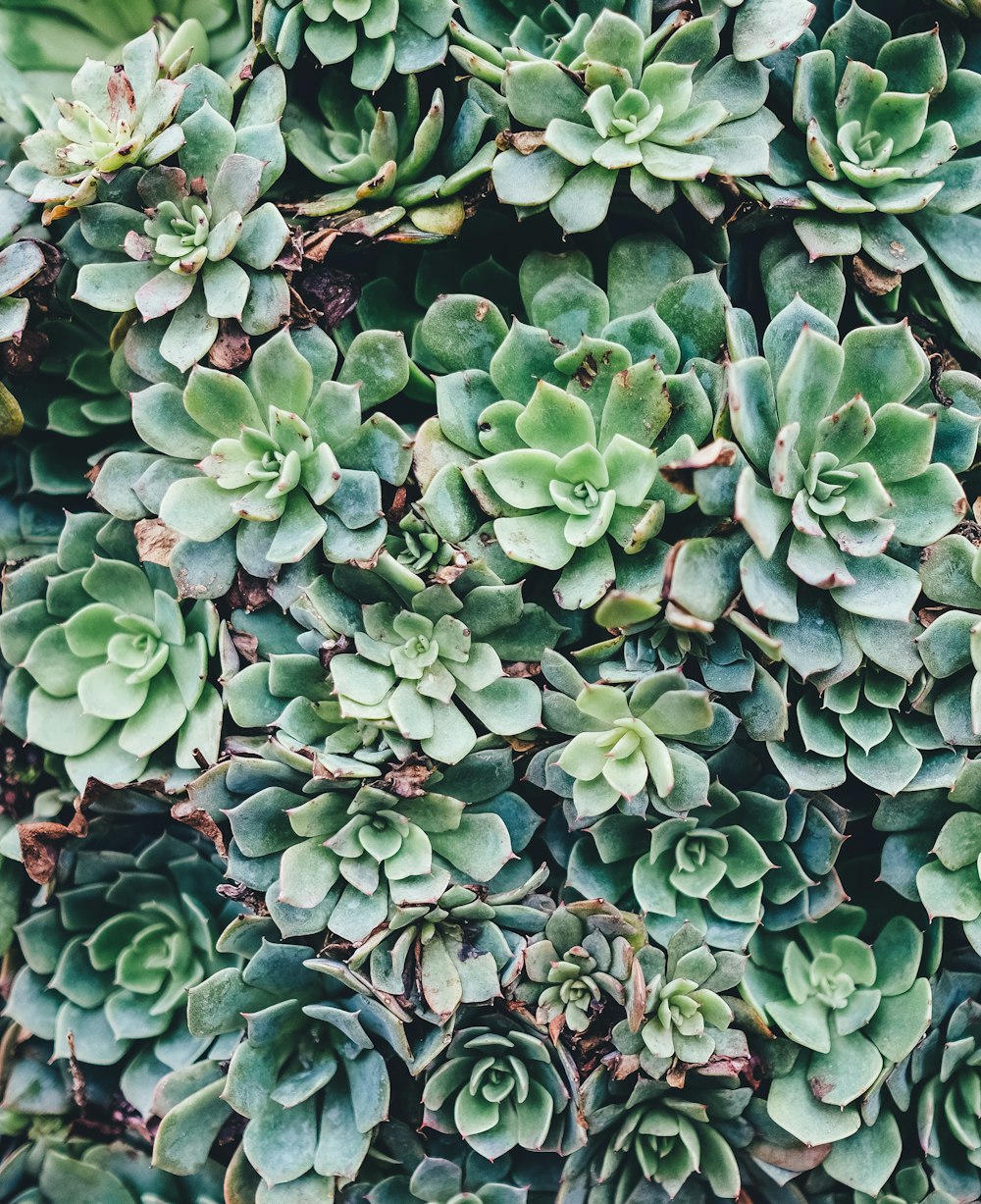 green succulent plant