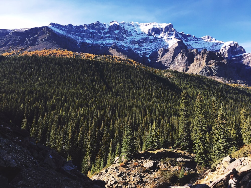 Forêts et montagnes glaciaires pendant la journée