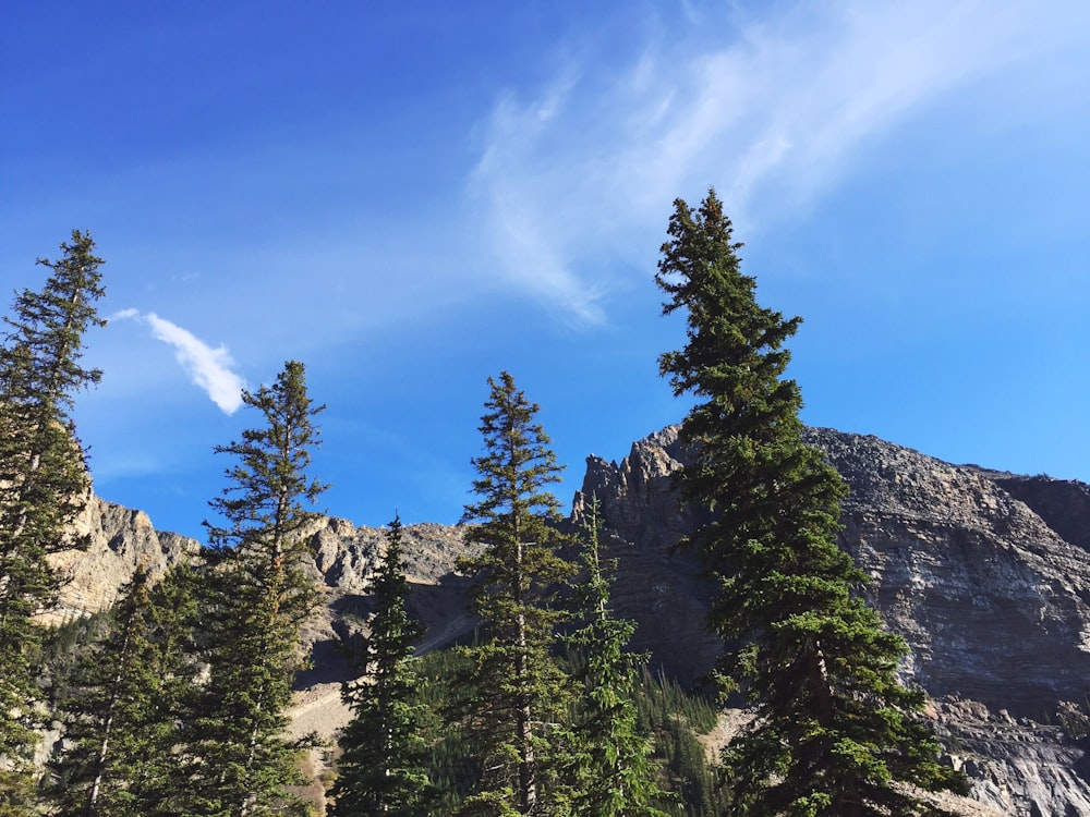 arbres verts sous ciel bleu nuageux pendant la journée