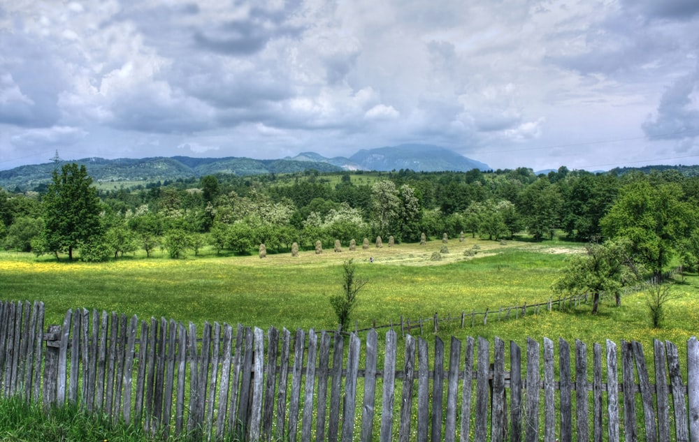 green grass field and trees