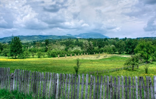 green grass field and trees in Soveja Romania