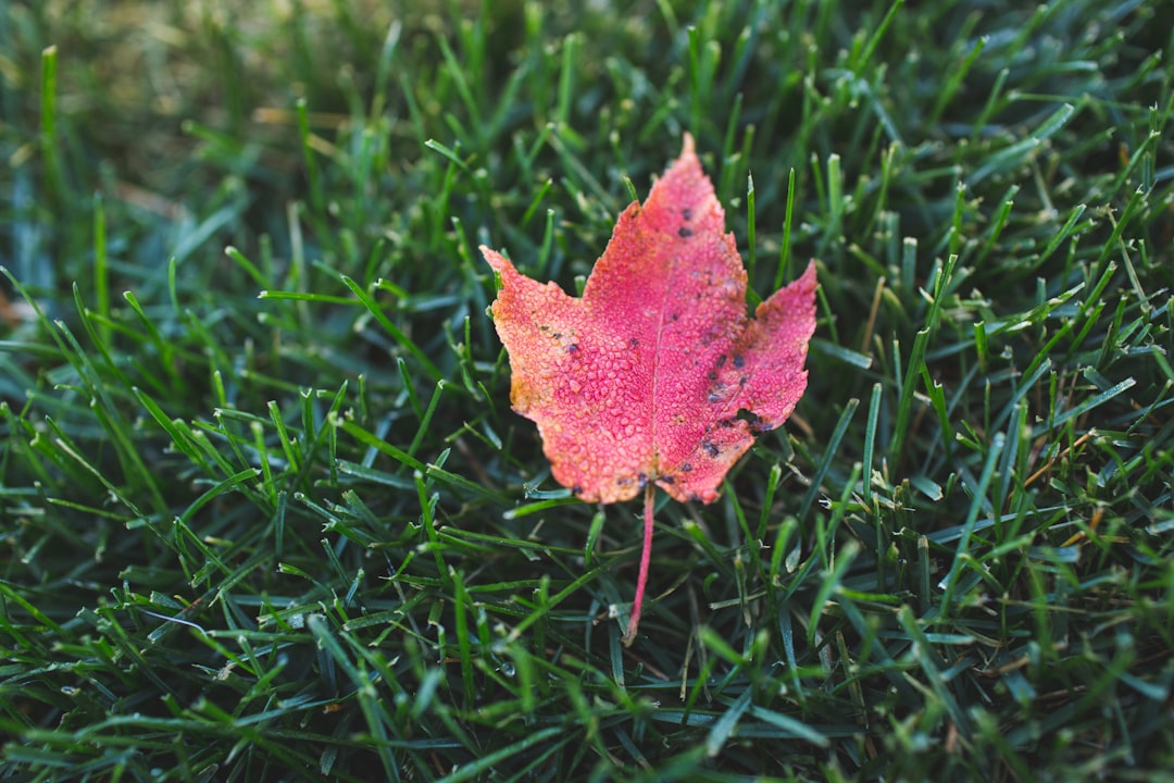 photo of red maple leaf on green grass