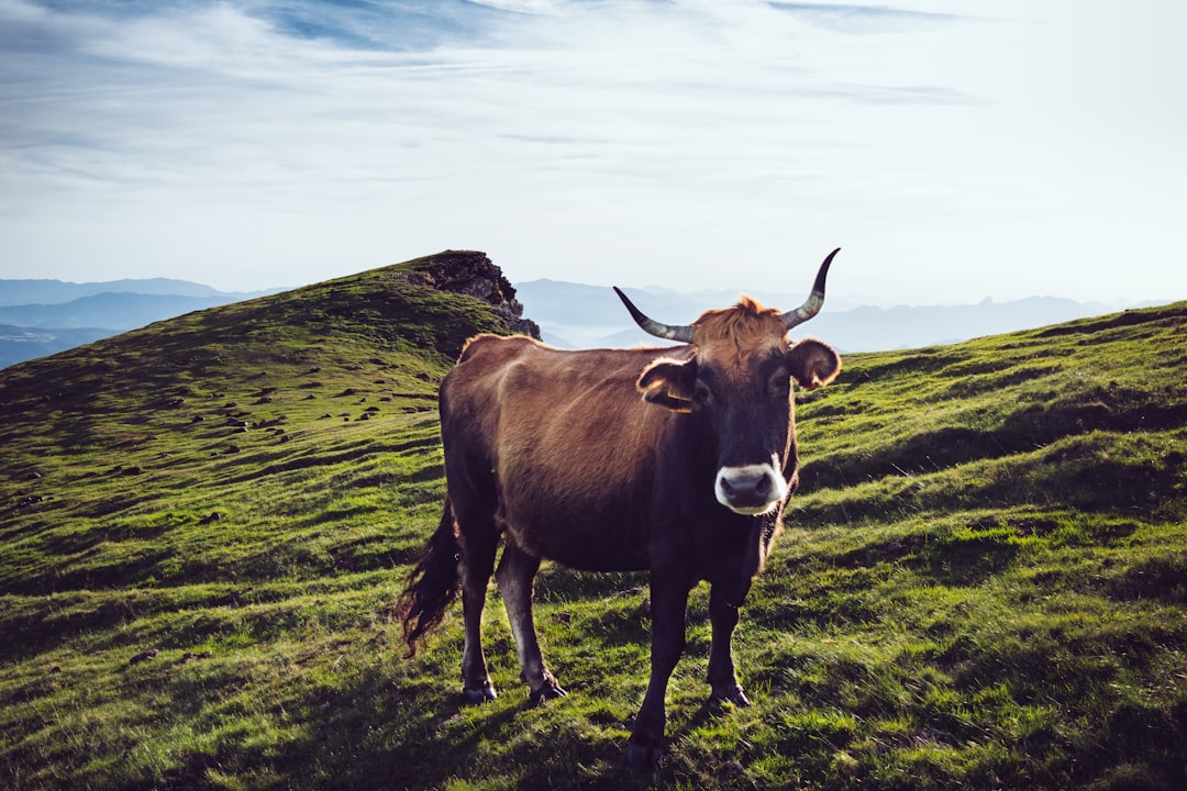 Wildlife photo spot Pagasarri Vitoria-Gasteiz