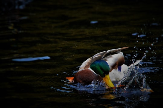 male mallard duck on water in Geilo Norway