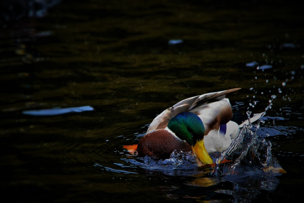 male mallard duck on water