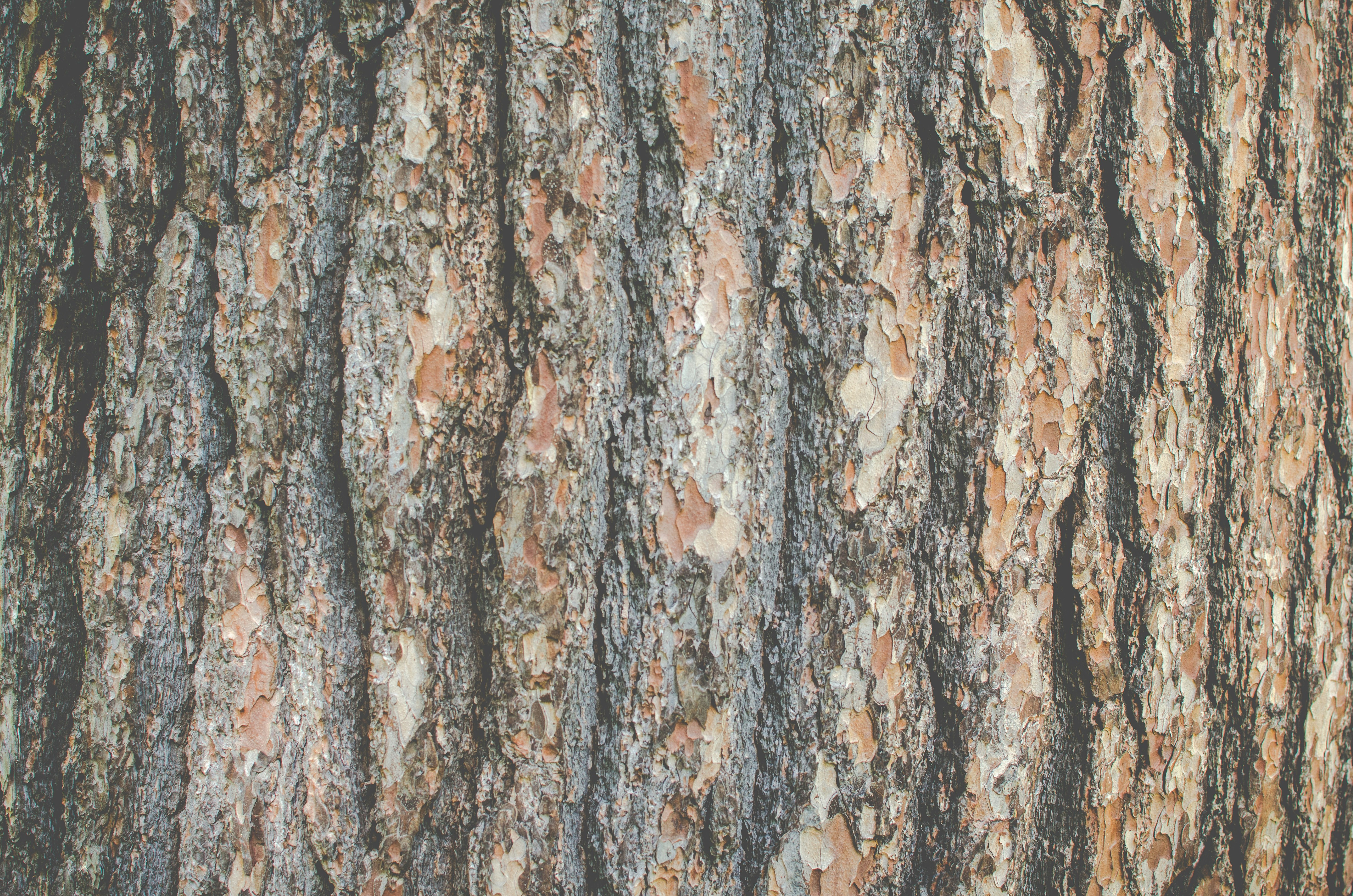tree bark