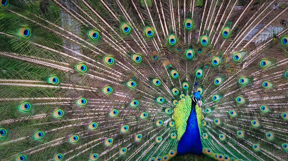 peacock expanding his tail during daytime
