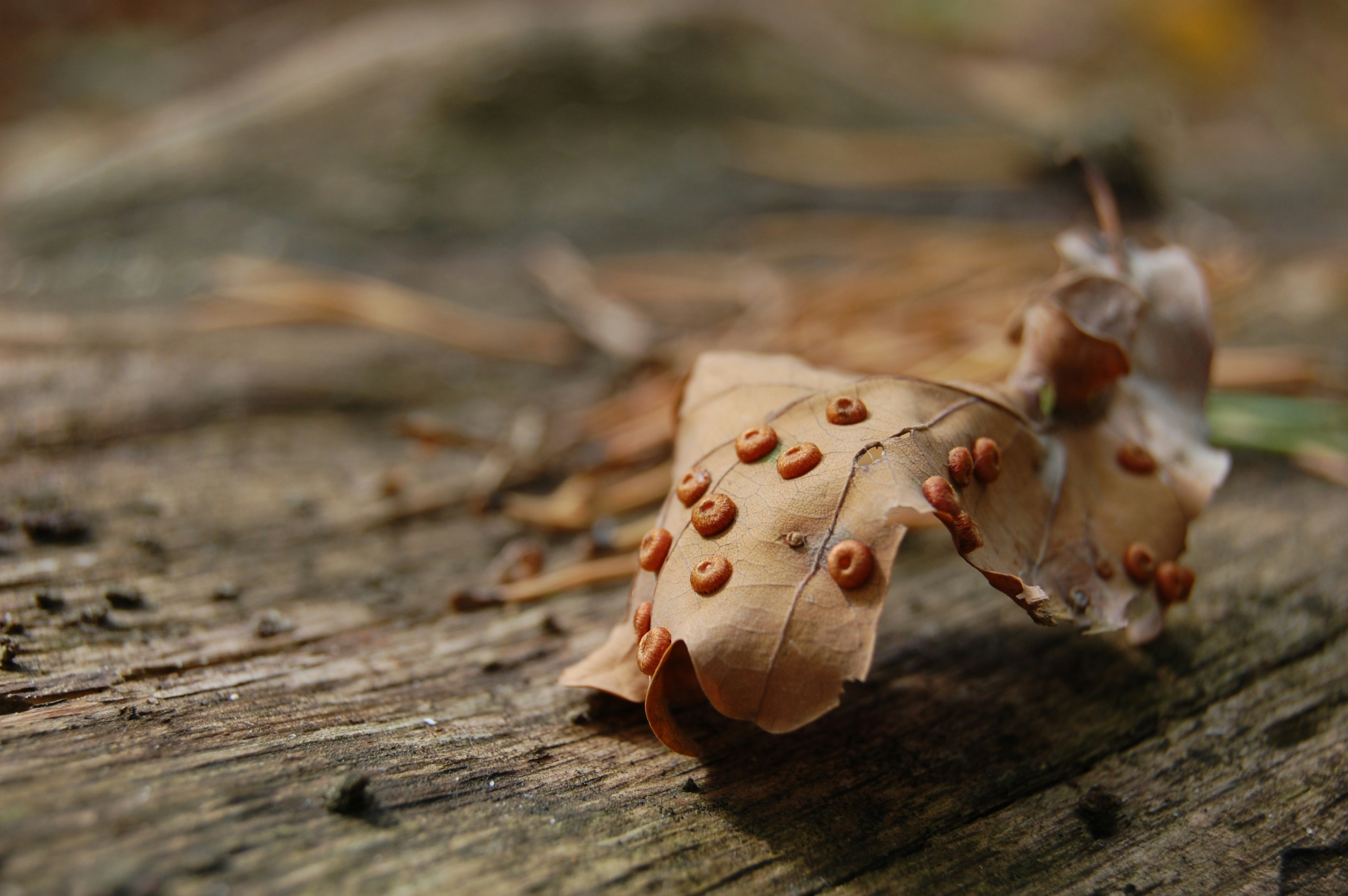 Free Unsplash photo from Yura Koltko