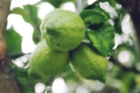 close up photo of green citrus fruit