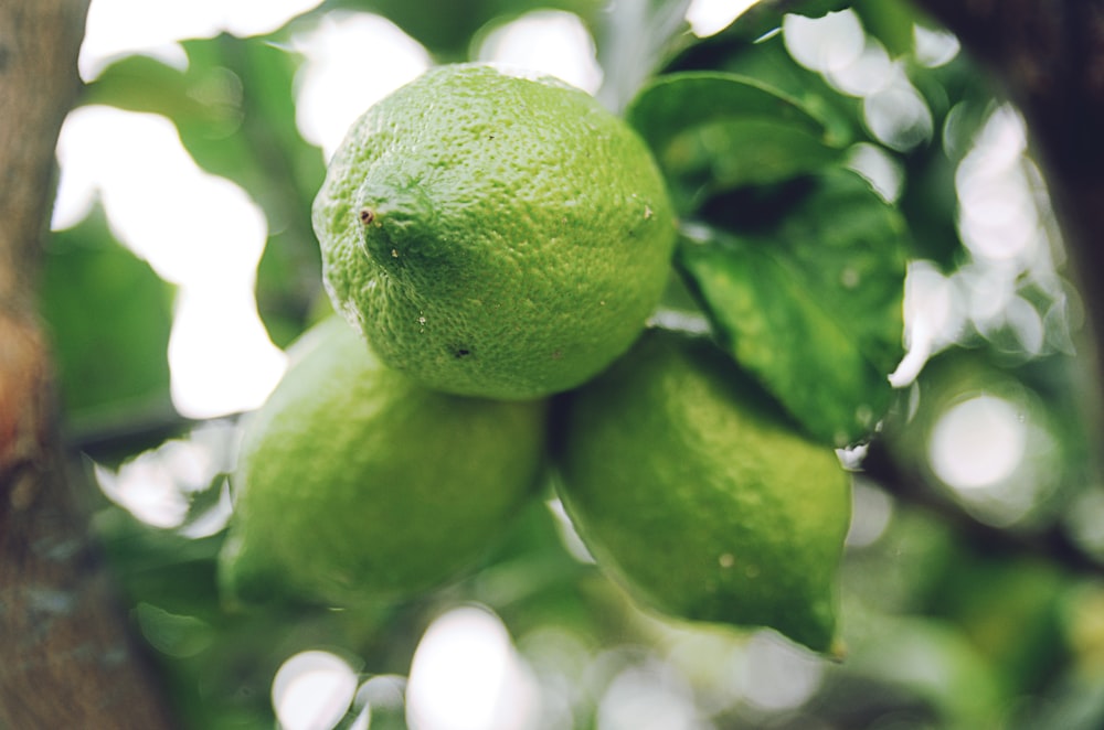 Foto de primer plano de cítricos verdes