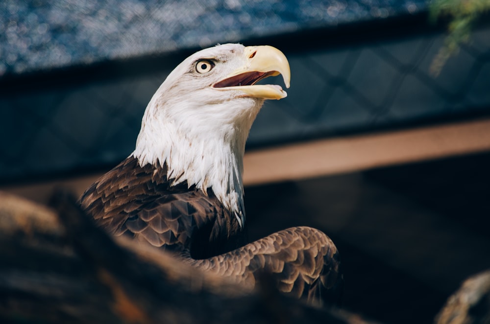 Fotografia de foco seletivo de águia careca