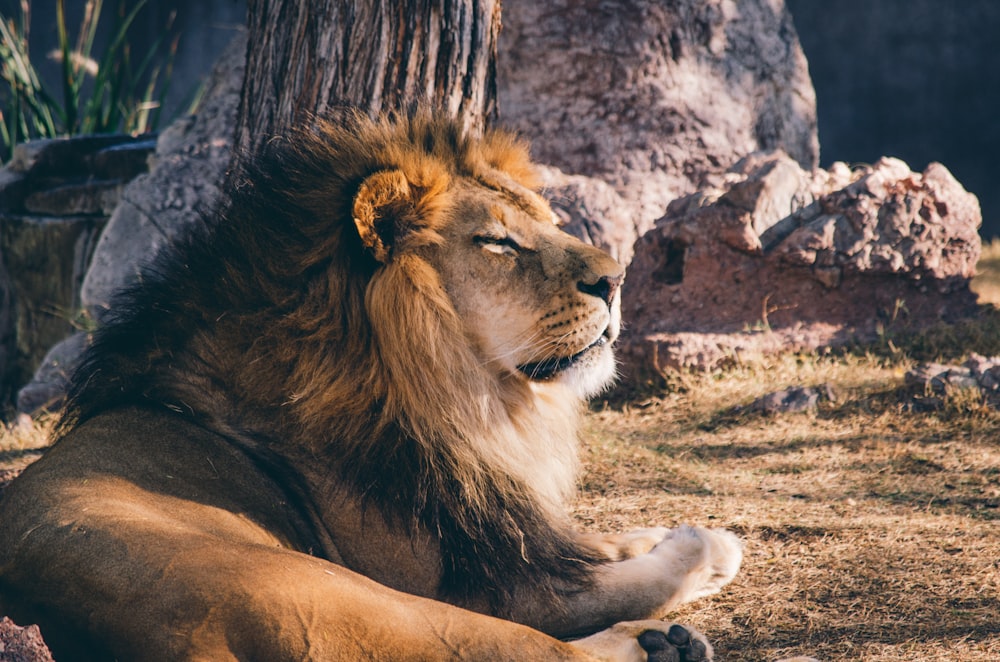 photography of lion lying on grass bear rock during daytime