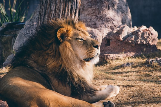 photography of lion lying on grass bear rock during daytime in Phoenix Zoo United States