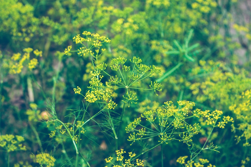 green leaves