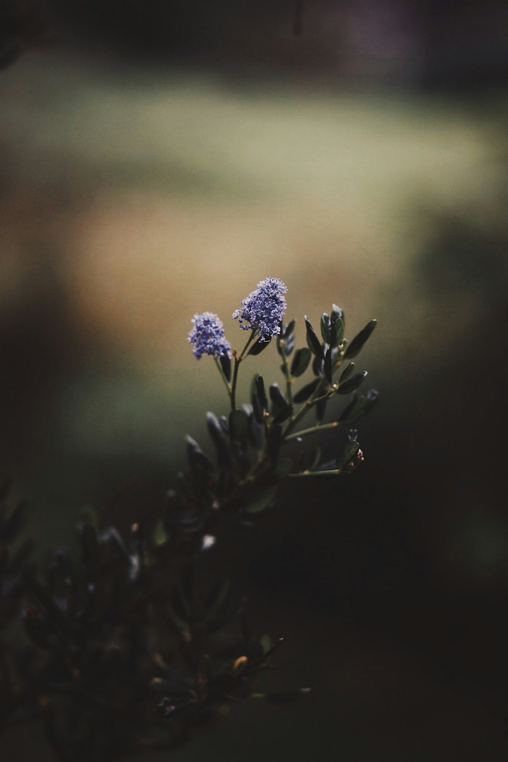 green-leafed plant with blue flowers